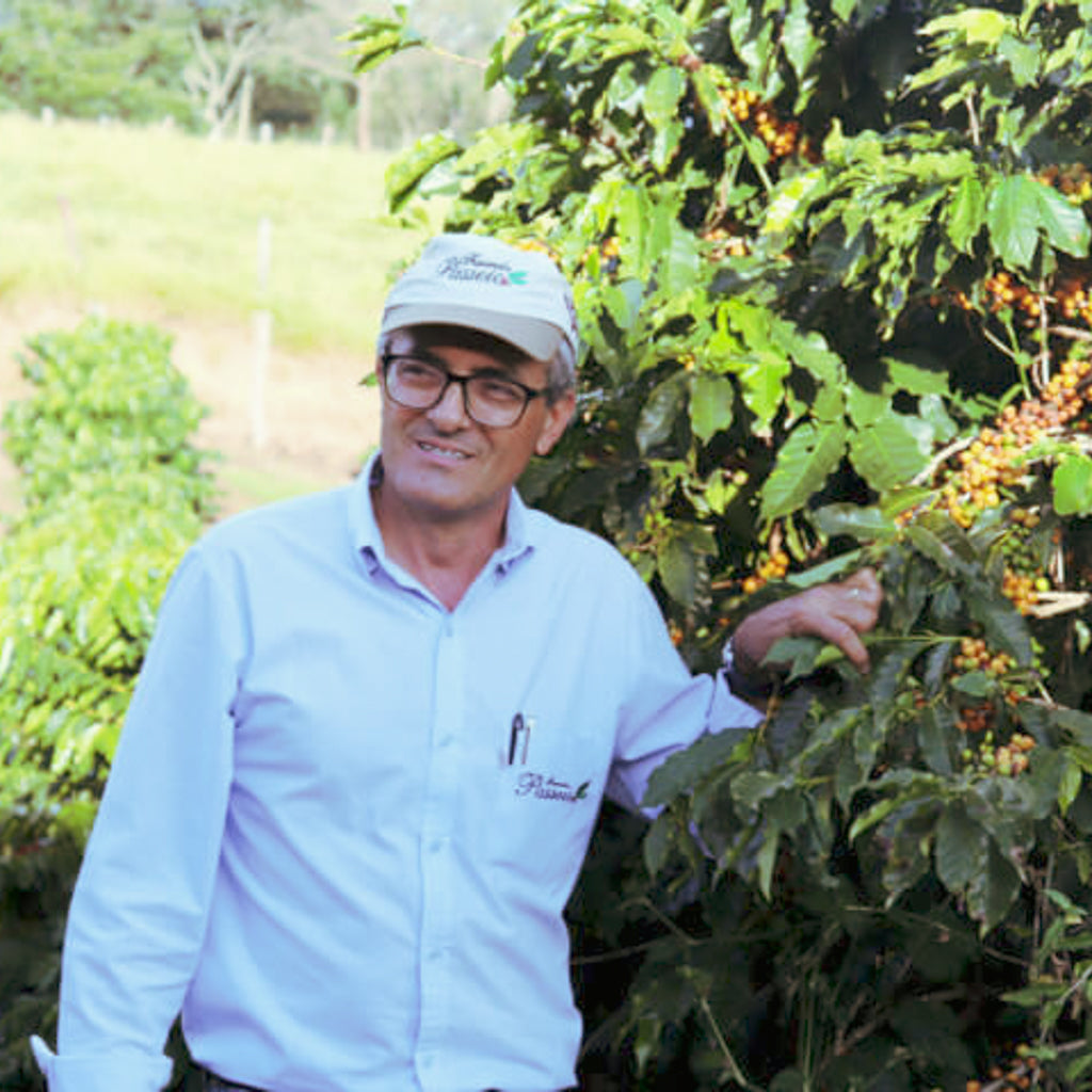 巴西 南米納斯 帕西歐莊園 紅波旁 日曬處理