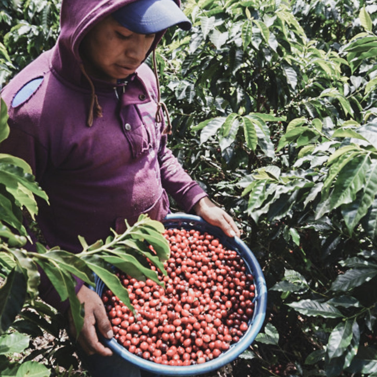 瓜地馬拉 薇薇特南果 艾茵赫特莊園 水洗