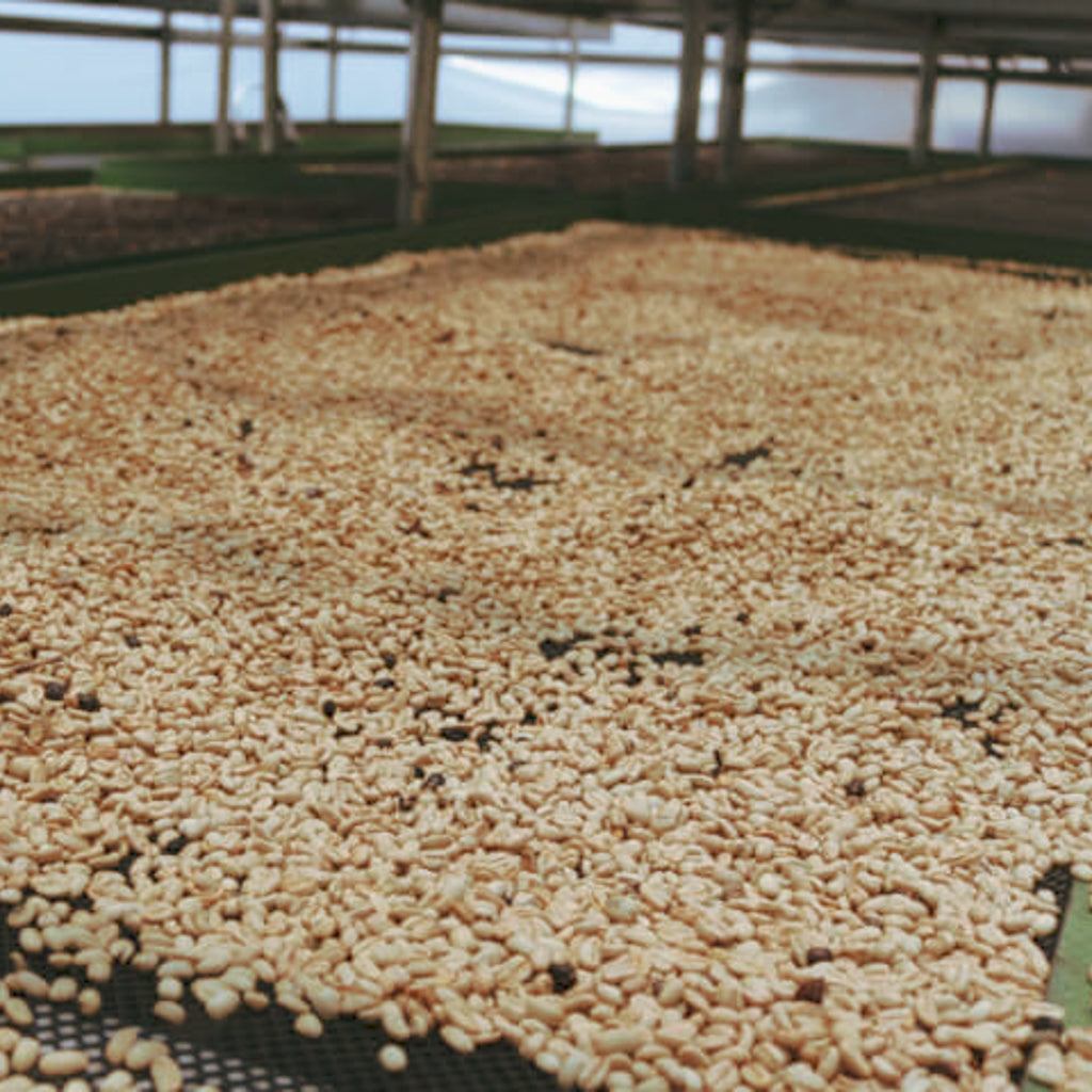 サヴェージ ゲイシャ, イリデッセンス / CMウォッシュド