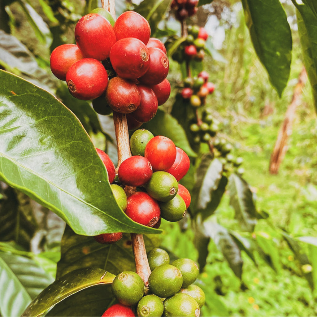 エル・ミラドール, イエローフルーツインフューズド