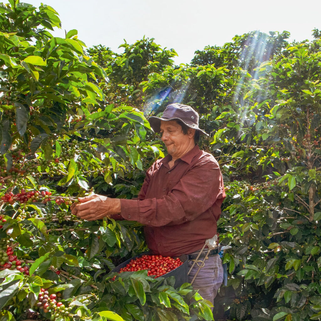 ロス・パティオス ゲイシャ, ピーチインフューズド