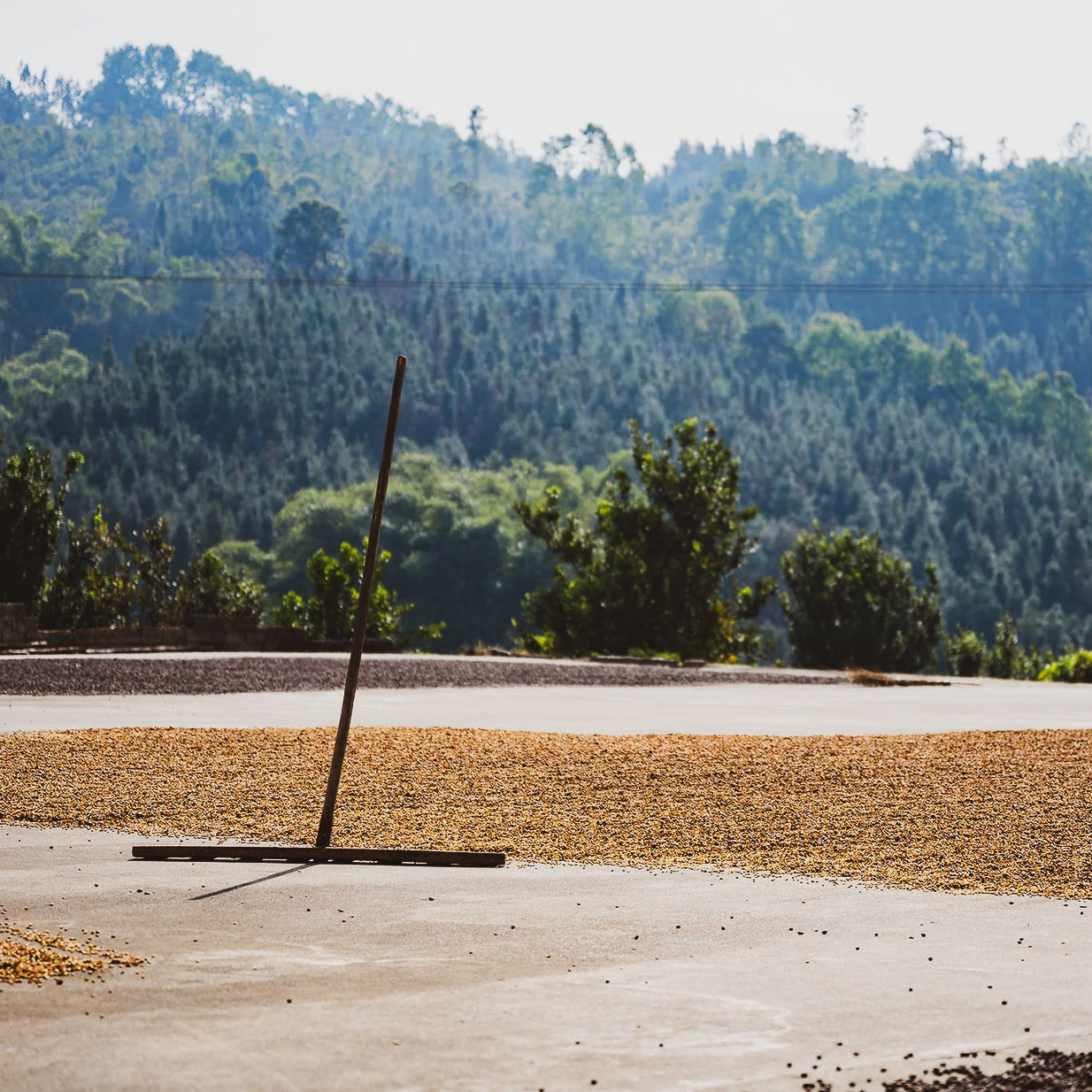 源一源, イーストファーメンテーションハニー