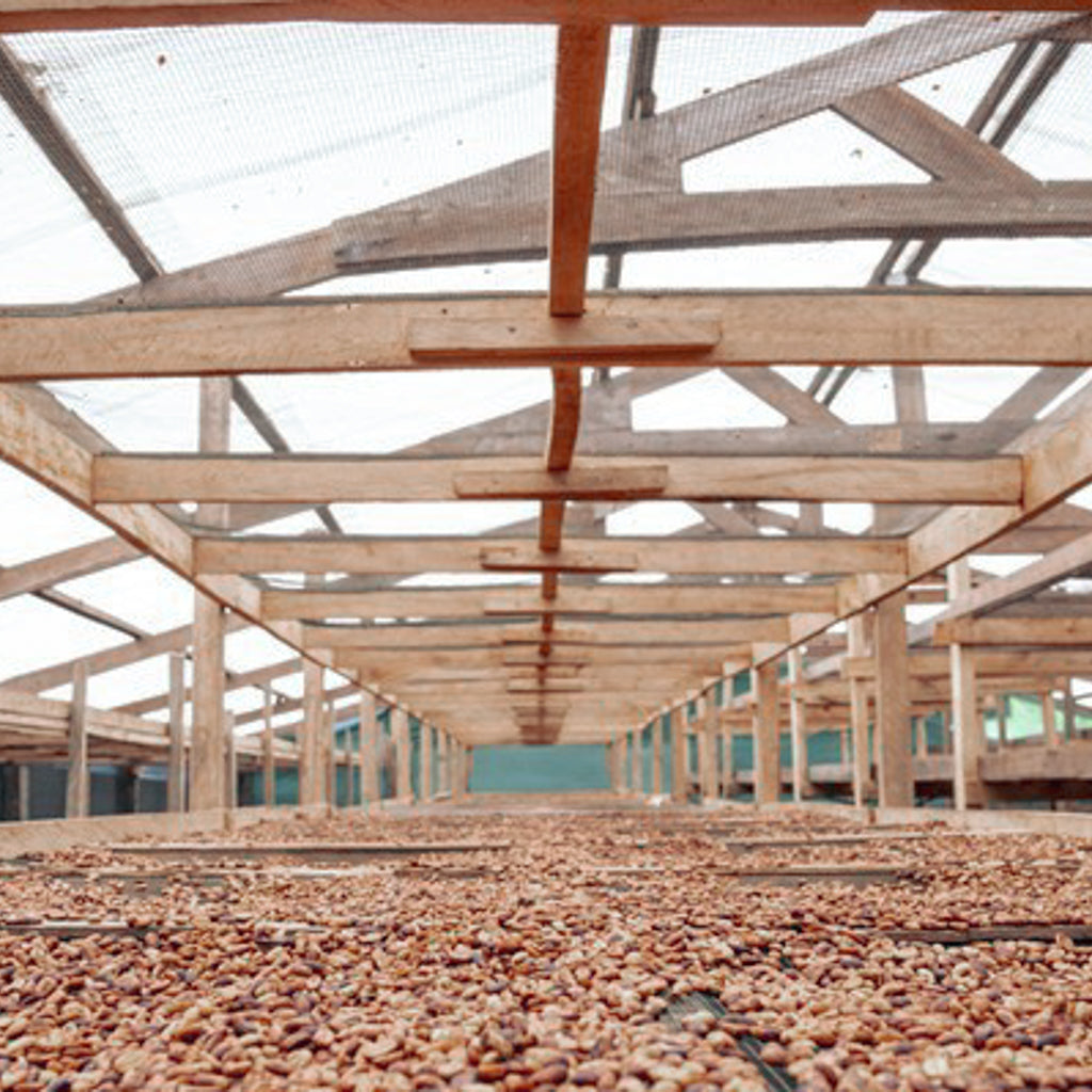 ロス・サントス ゲイシャ, レッドハニー