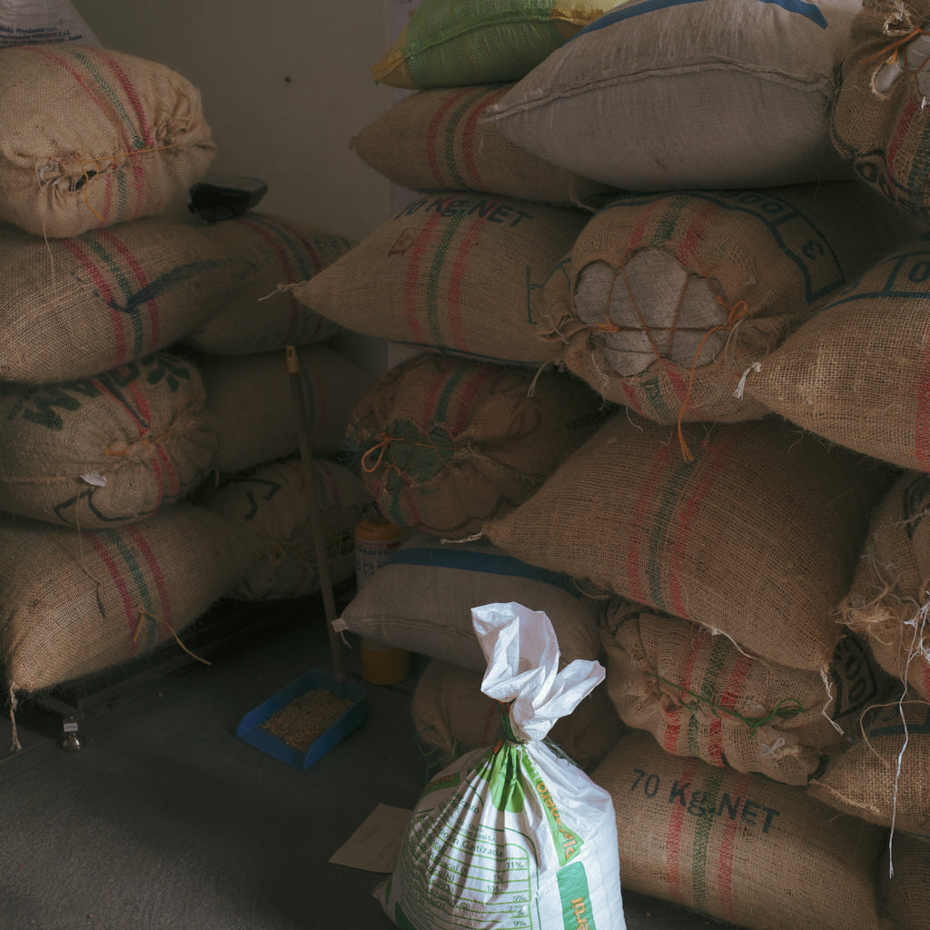 エル・プロセソ ピンクブルボン, ウォッシュド