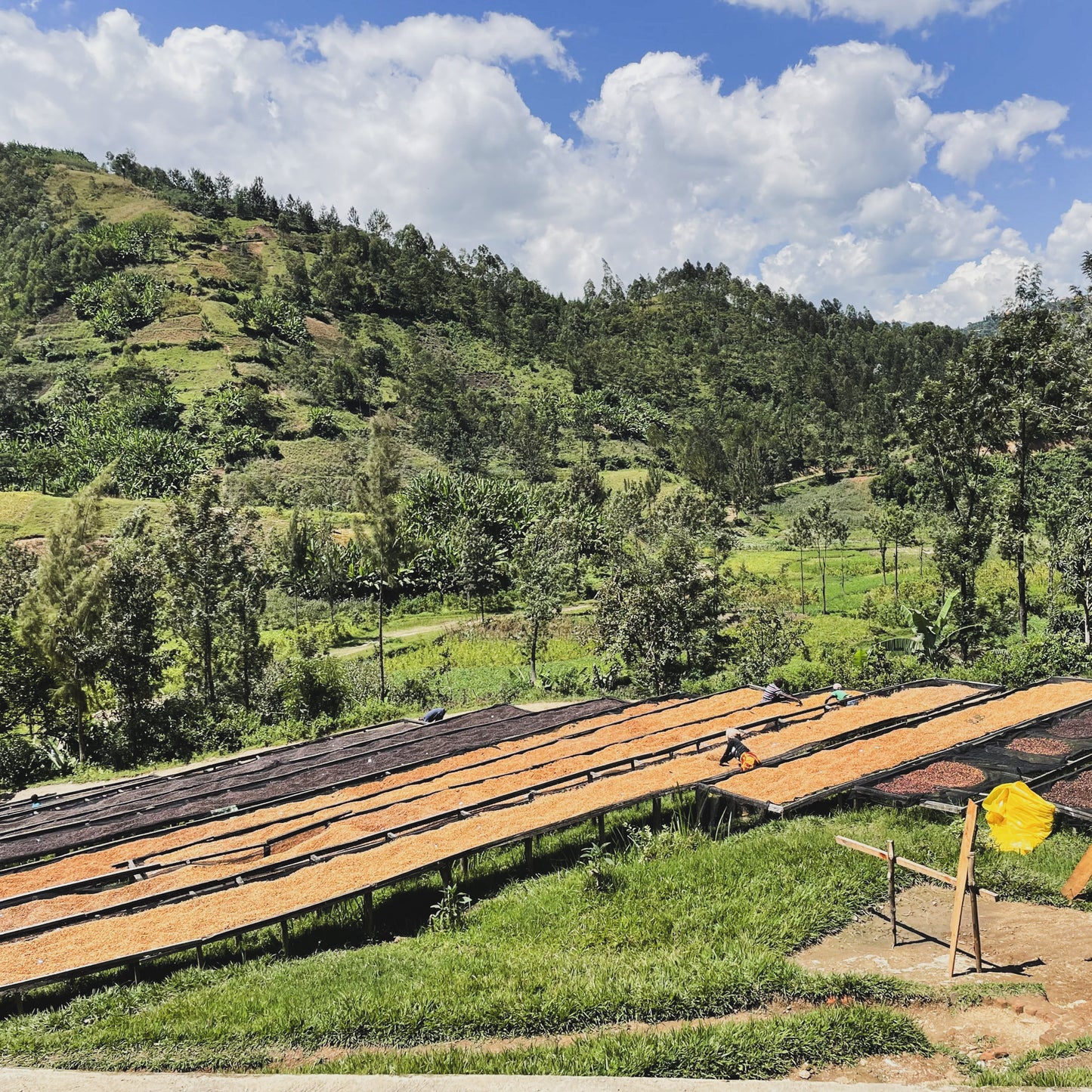 【PREMIUM】哥倫比亞 薇拉 洛斯帕蒂斯莊園 藝伎 蜜桃蜜處理