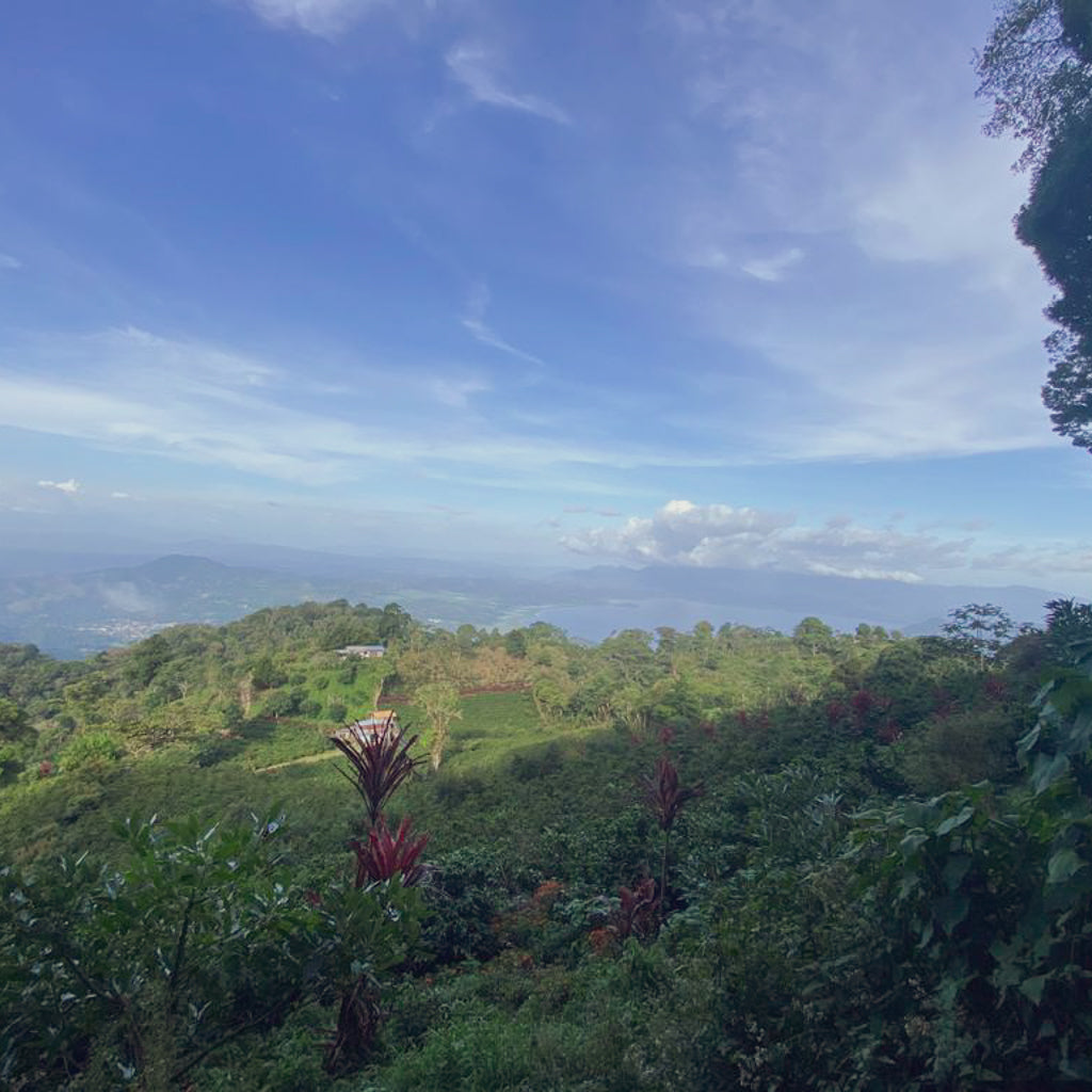 宏都拉斯 聖塔芭芭拉 Finca Las Flores 水洗處理