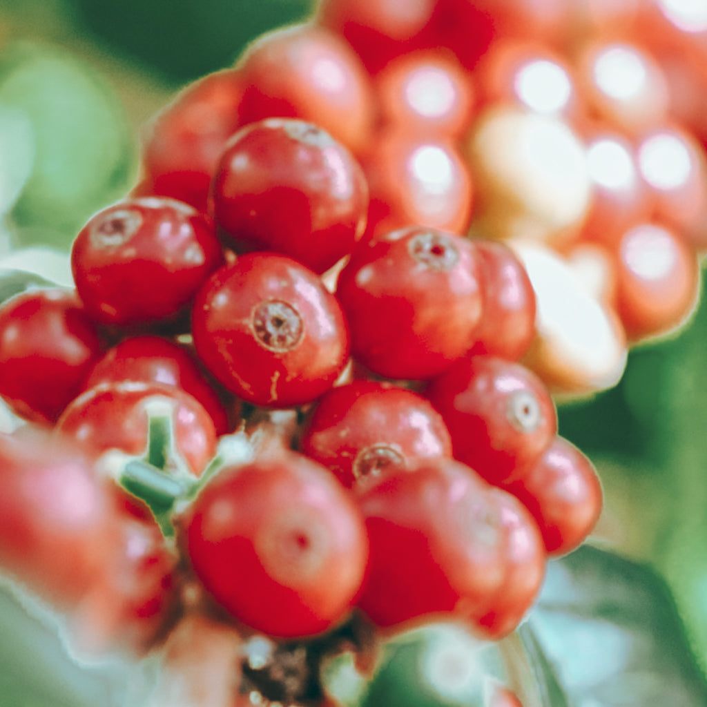 エル・パライソ ライチ&ピーチ