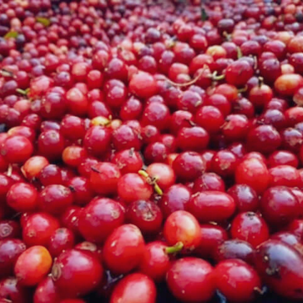 ラス・デュアナス パカマラ, アナエロビックウォッシュド