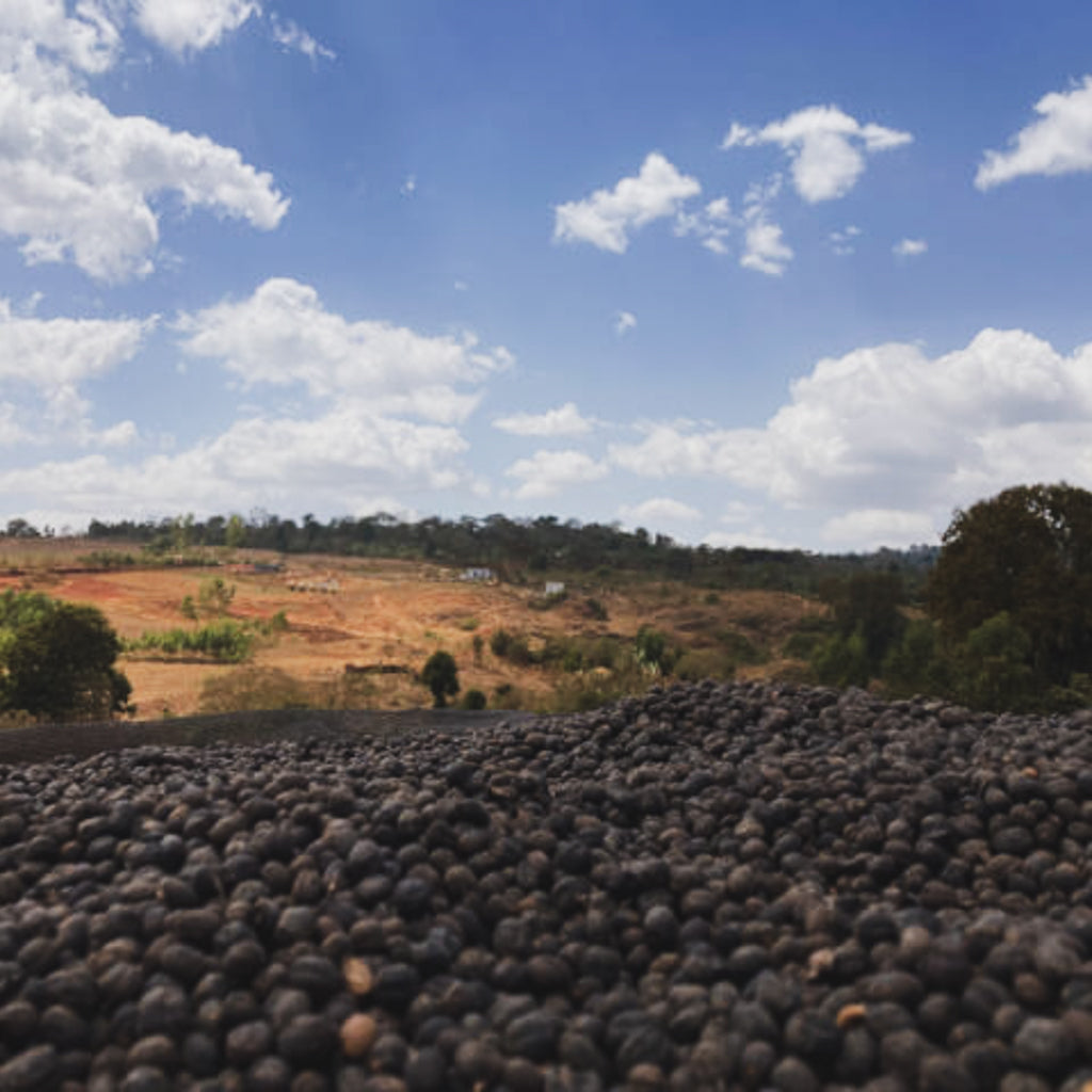 アザレチ, ナチュラル – BASTET COFFEE