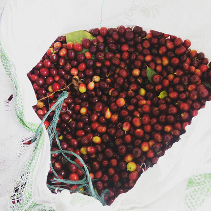 ロス・ノガレス ペッパーブルボン, ハーモニー / ファーメンテッドウォッシュド