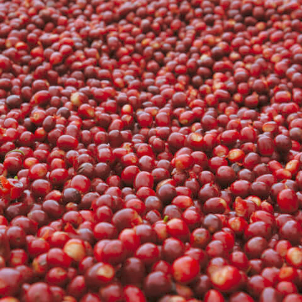 サヴェージ ゲイシャ, イリデッセンス / CMウォッシュド