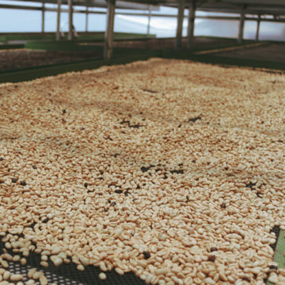 サヴェージ ゲイシャ, イリデッセンス / CMウォッシュド