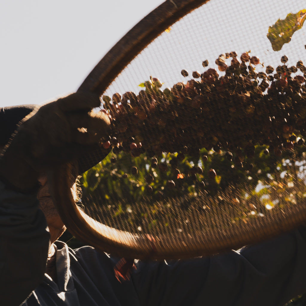 エルドラド, イーストファーメンテーションウォッシュド