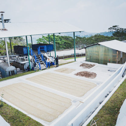 ロス・コネホス, ナチュラル