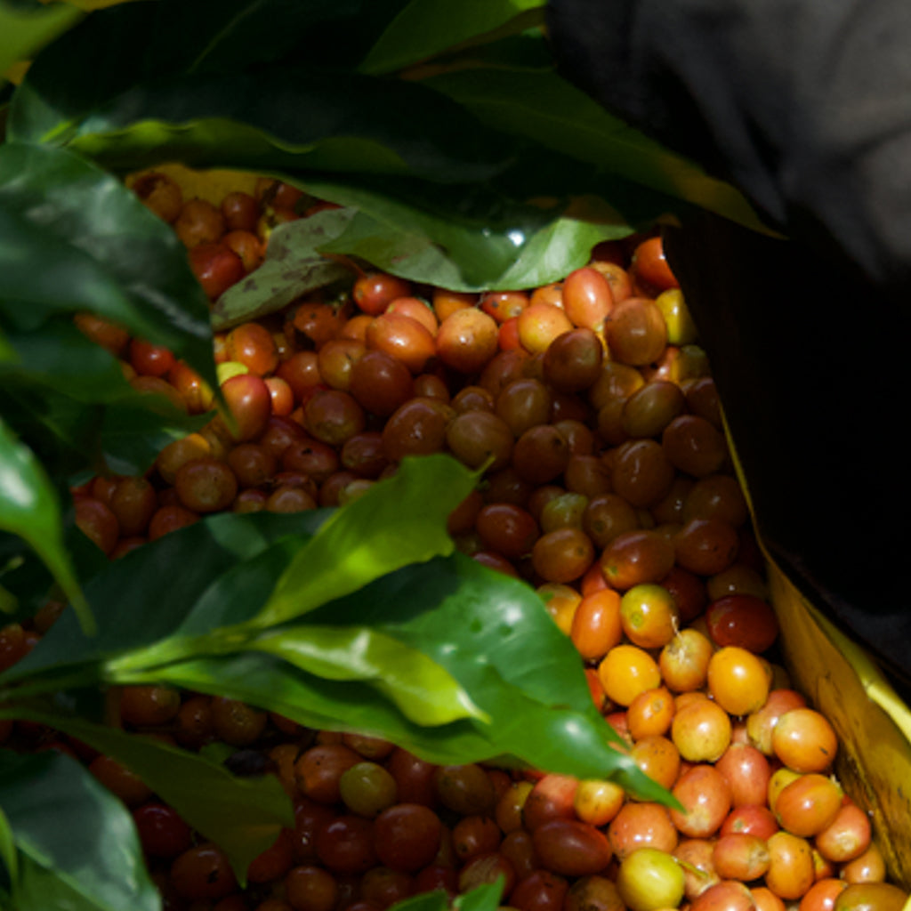 ロス・ノガレス オレンジブルボン, ラベンダードライハニー