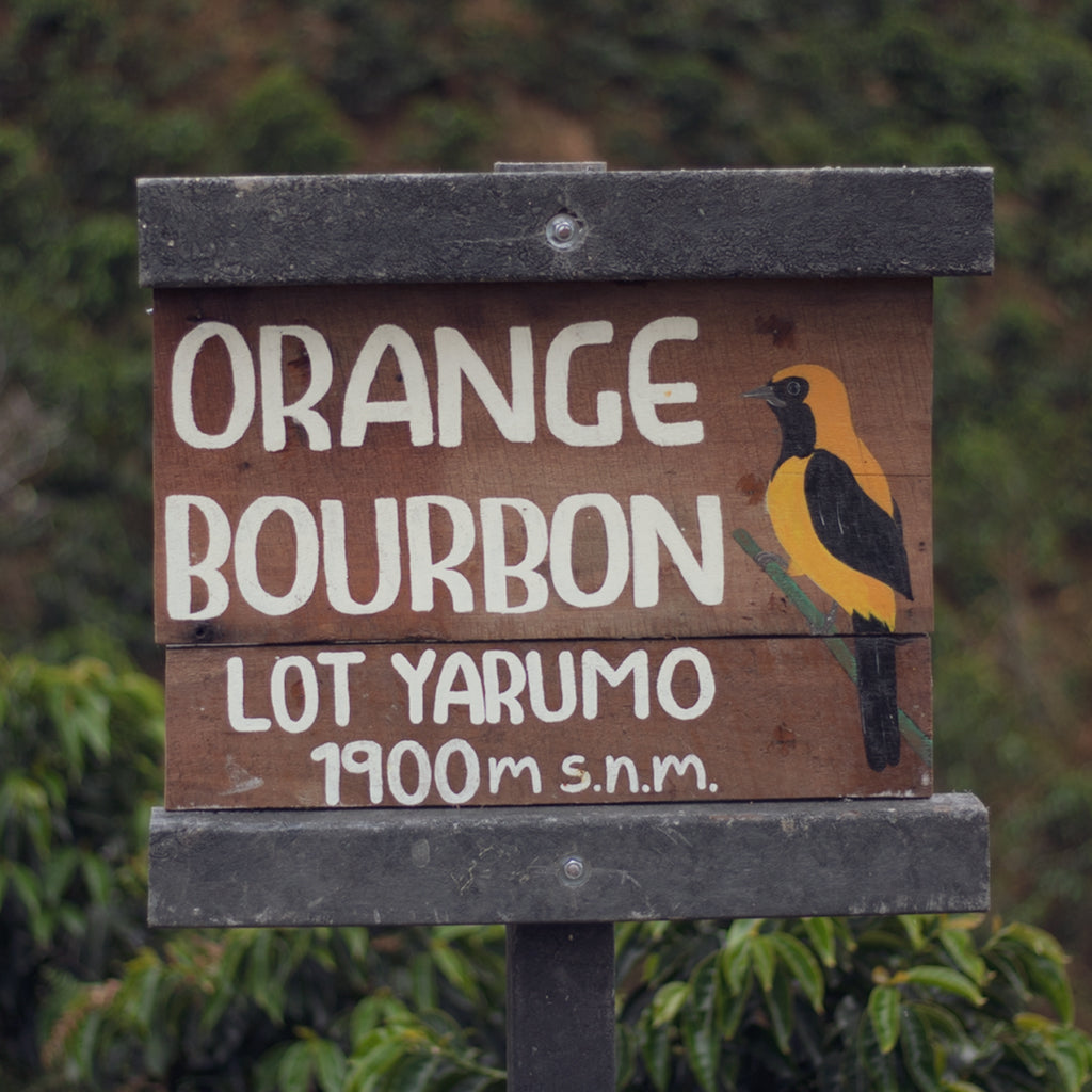 ロス・ノガレス オレンジブルボン, ラベンダードライハニー