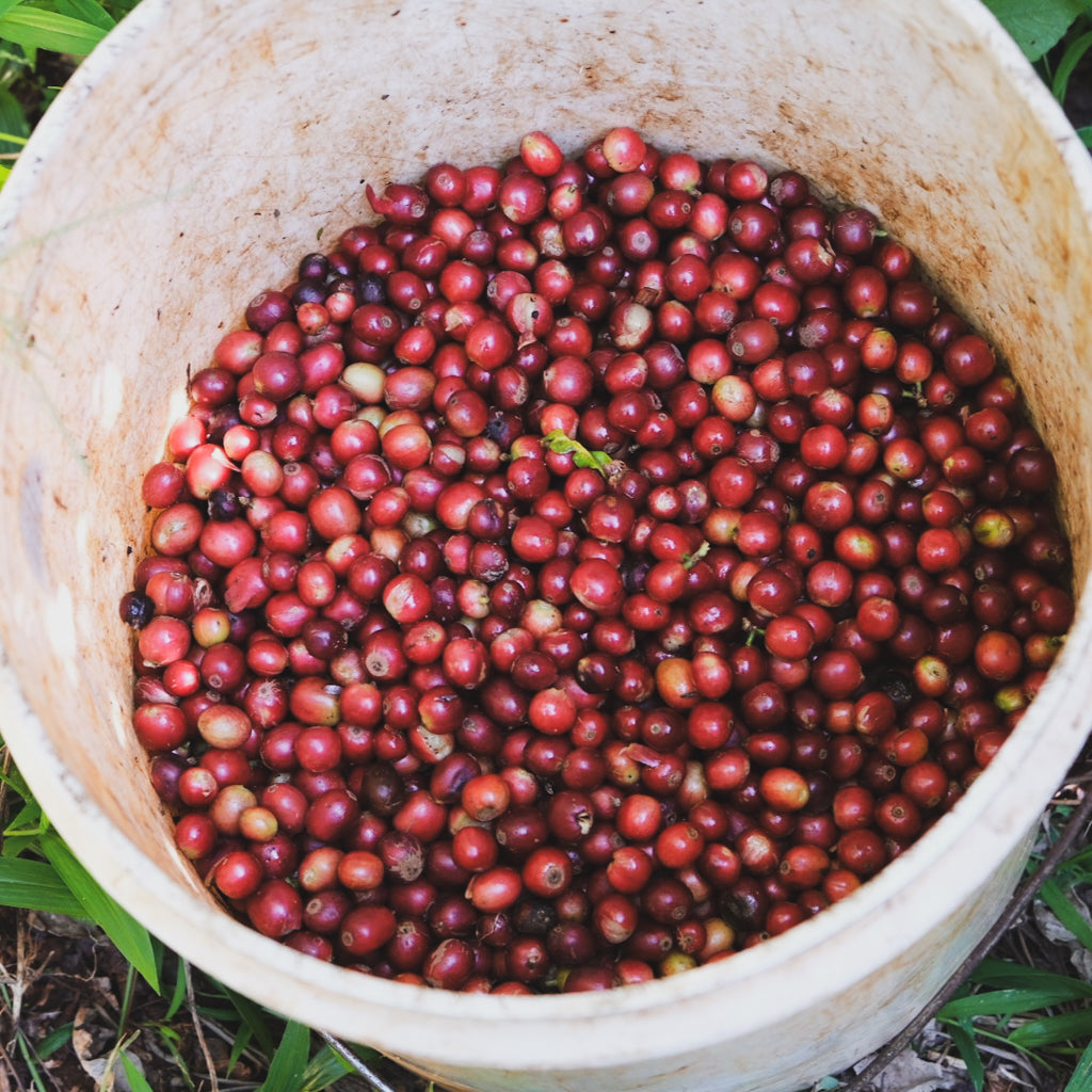 エンデベス, ナチュラル