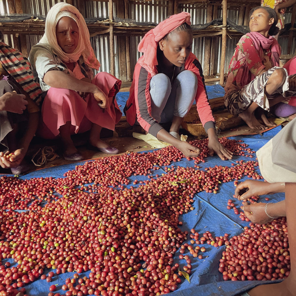 ニグセ・ゲメダ カラモ, アナエロビックナチュラル