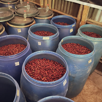 ニグセ・ゲメダ カラモ, アナエロビックナチュラル