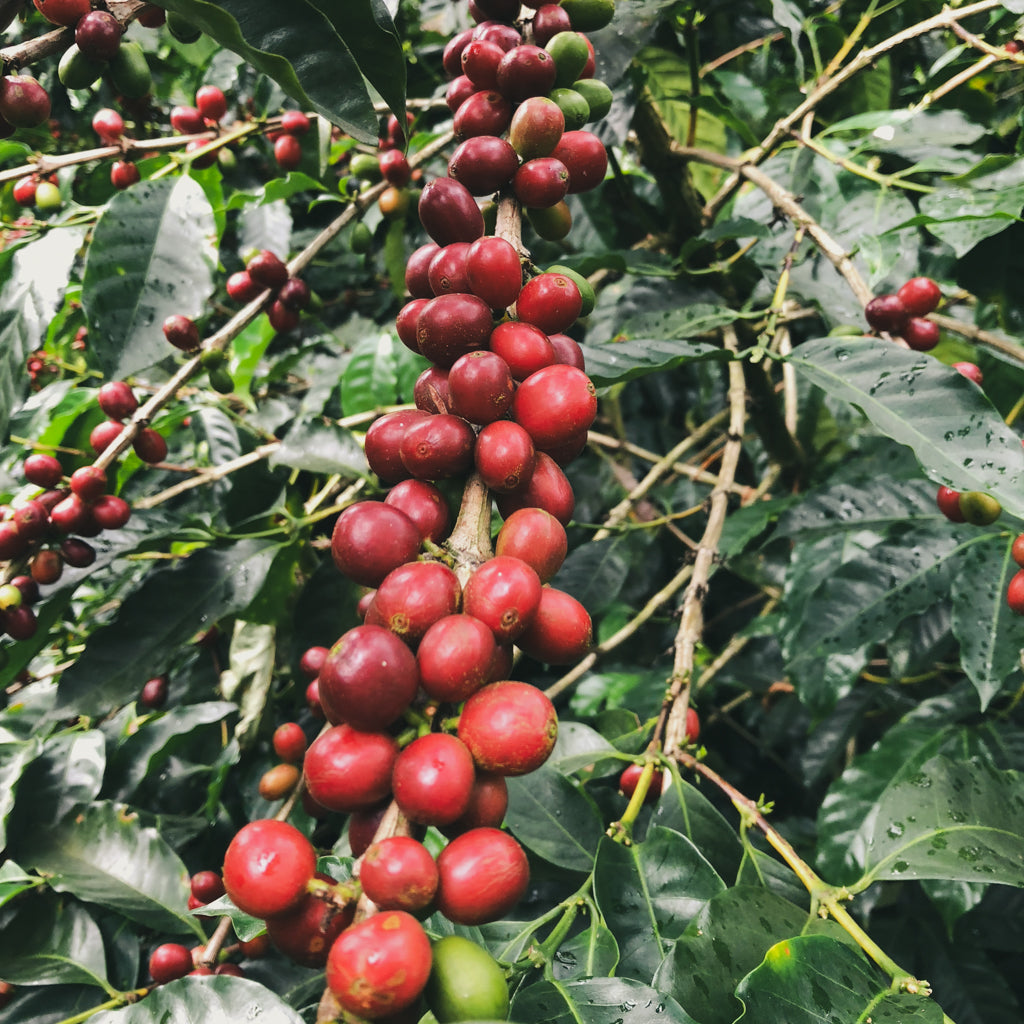 サン・イシドロ・ラブラドール ゲイシャ, ウォッシュド