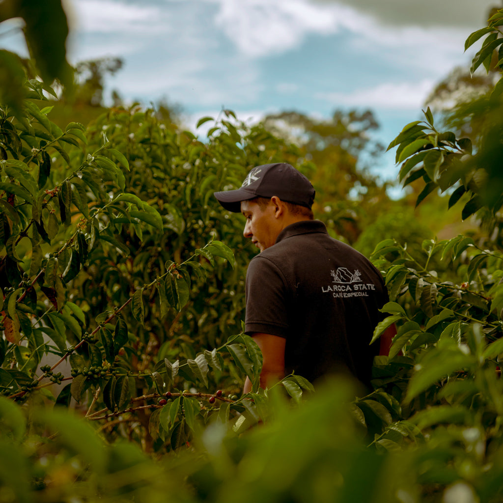 ラ・ロカ パカマラ, ナチュラル
