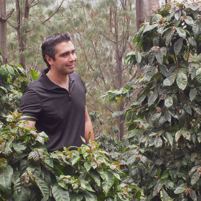 サンタ・ロサ パカマラ, ハニー