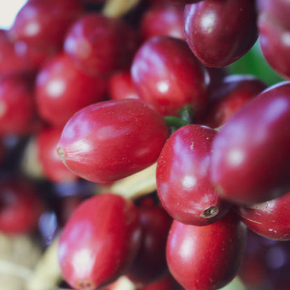 サンタ・ロサ パカマラ, ハニー
